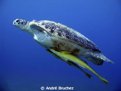 Tortue verte shootée à Marsa Abu Dabab by André Bruchez 